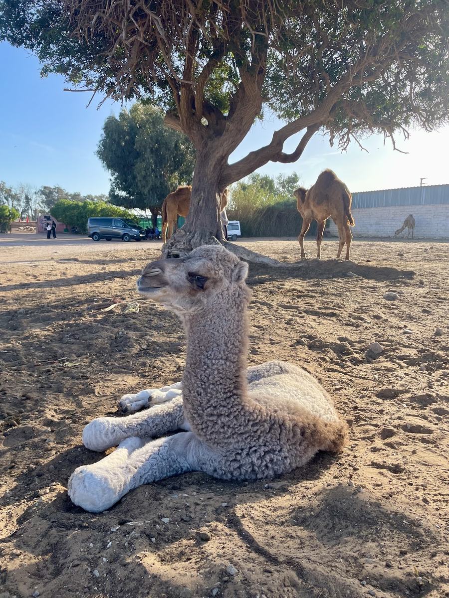Camel resting in the shade under a tree