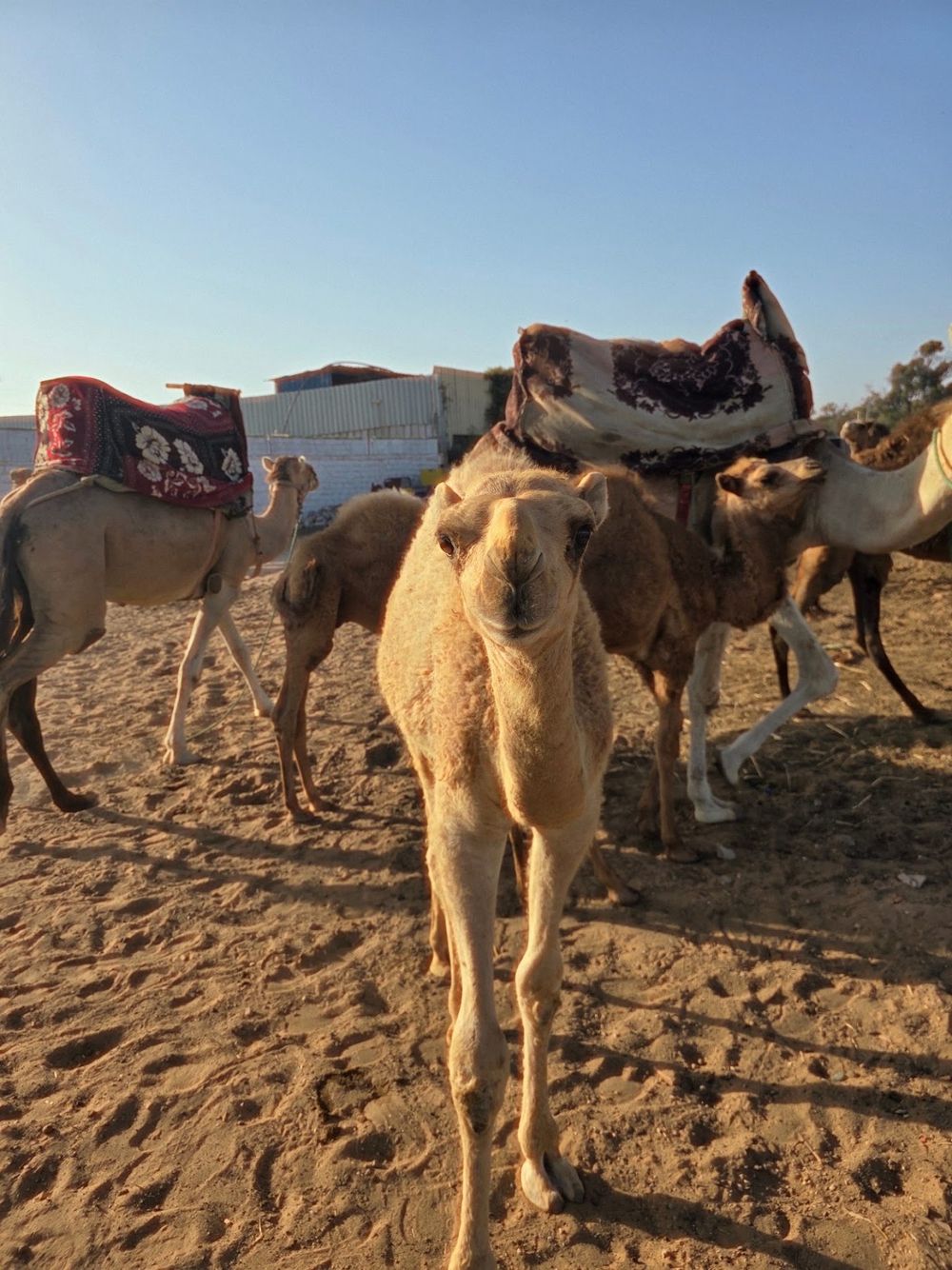 Saddled camels waiting under the trees at the ranch