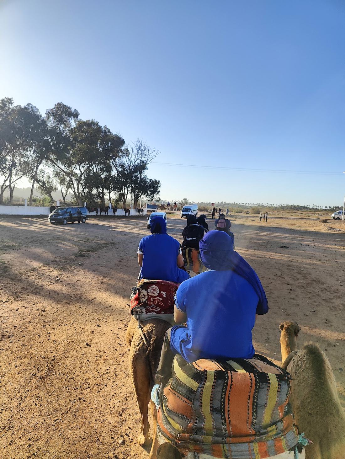 Caravan of guests in blue turbans on camels near Agadir