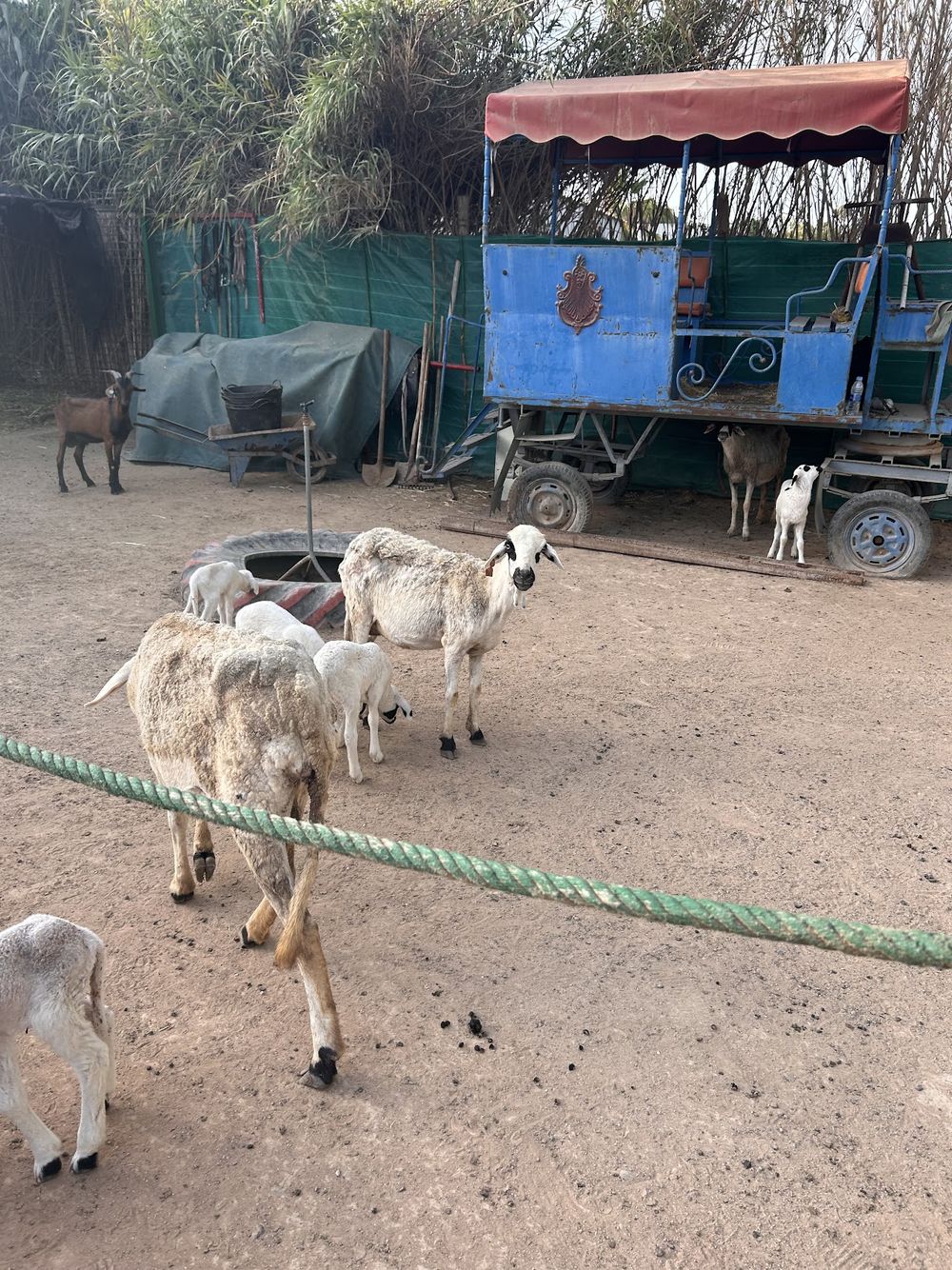 Goats and a blue cart in the ranch yard