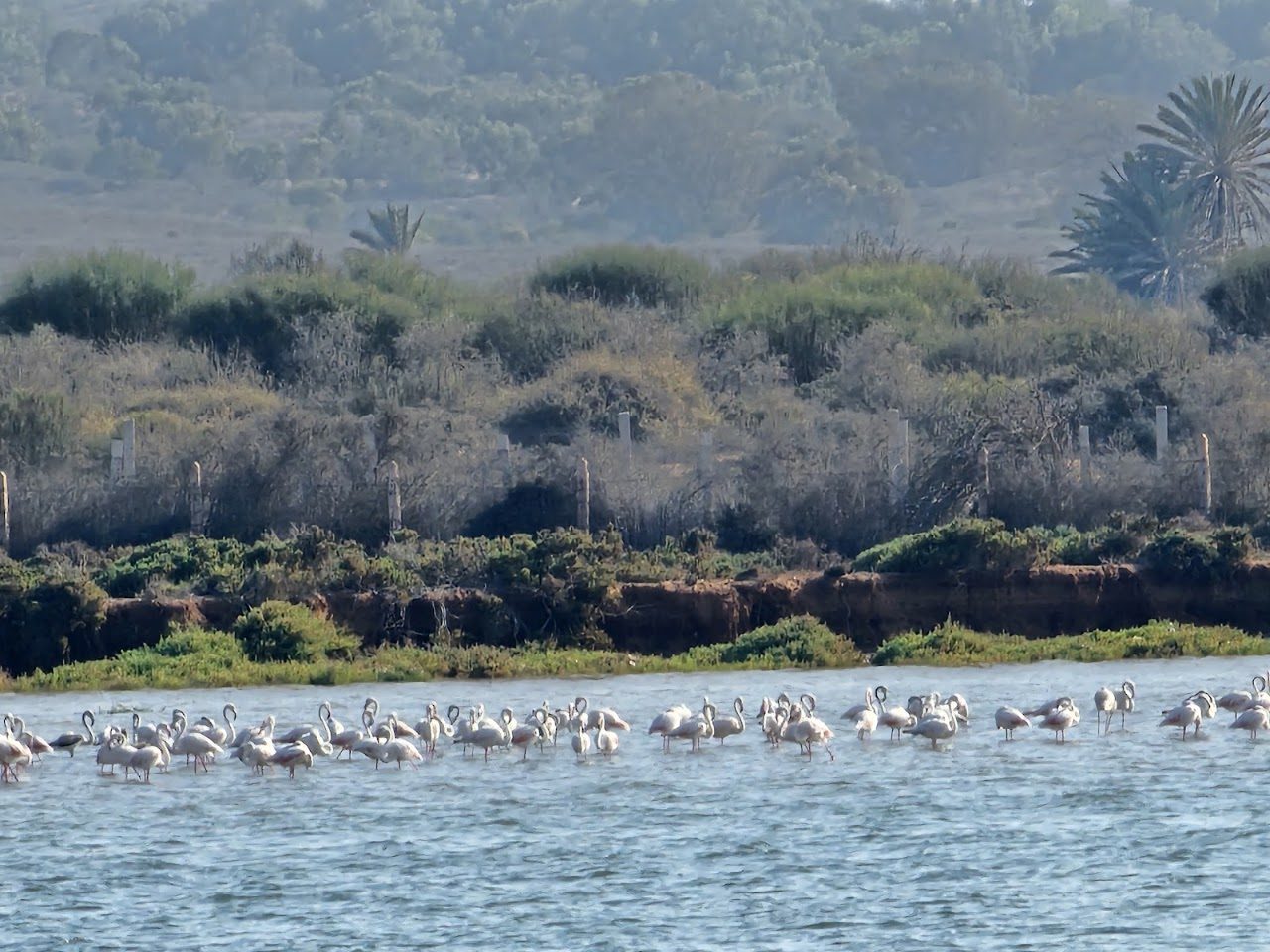 Flock of pink flamingos on the Souss river estuary near Agadir