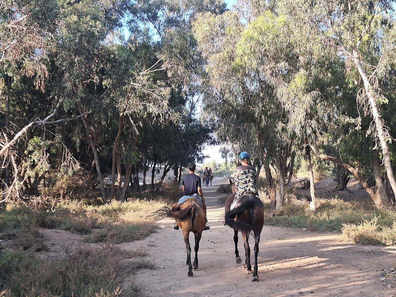 Two riders passing through the eucalyptus forest near the Souss river