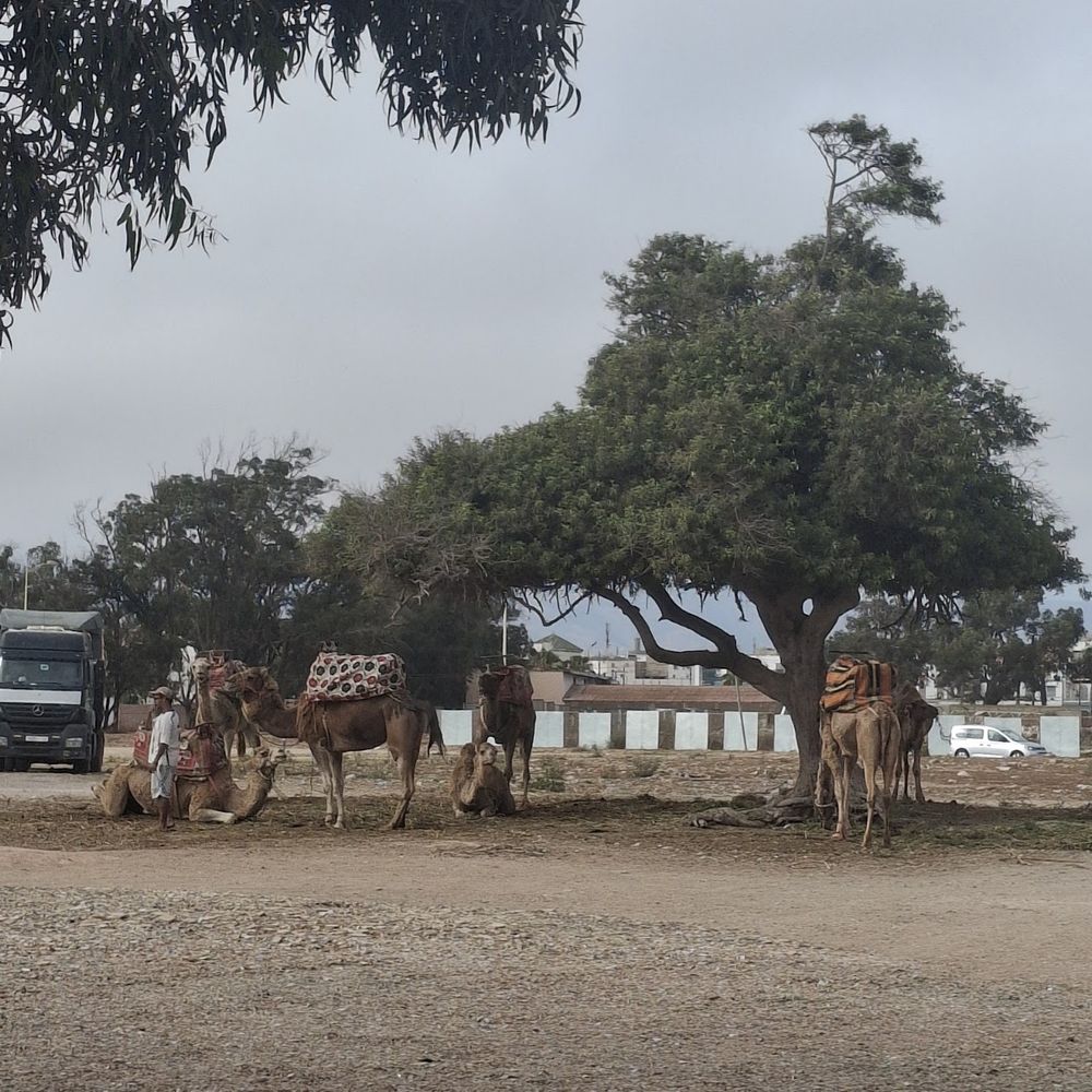 Camels resting under a tree at the ranch in Aghroud Bensergao