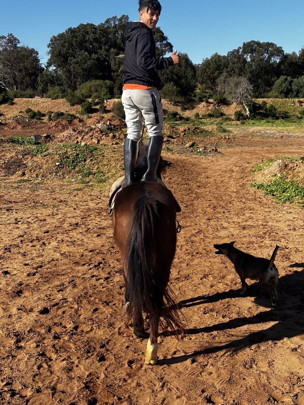 A team member standing on horseback with a dog alongside
